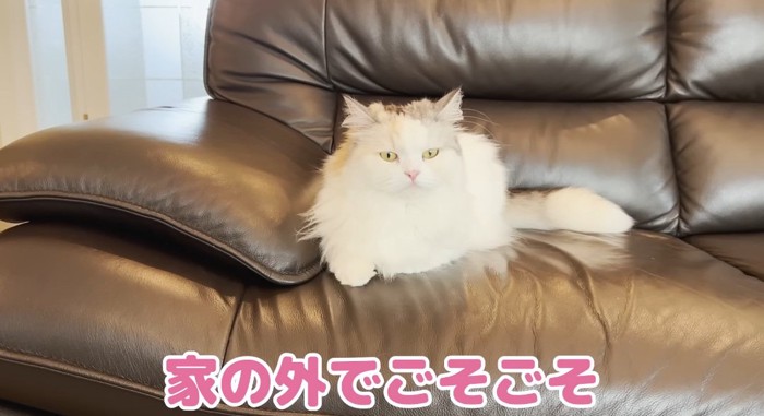 ソファの上の猫