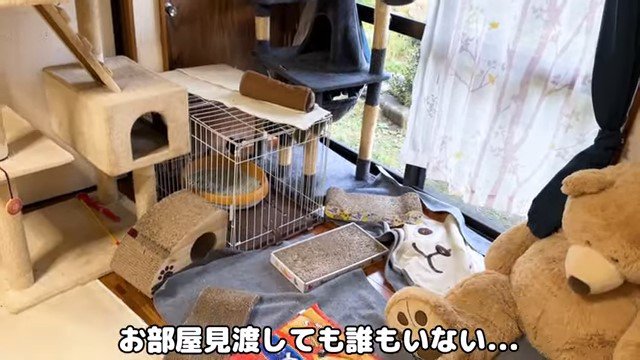 キャットタワーと爪とぎ、ぬいぐるみなどが置いてある部屋