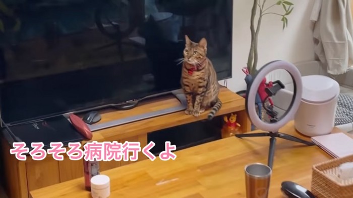 テレビの前に座る猫