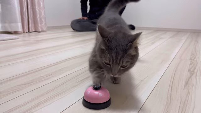 ベルを鳴らす猫