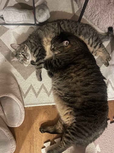 枕にされる猫
