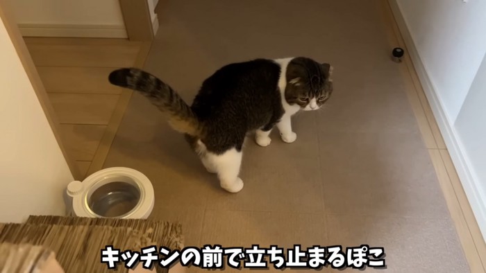 振り向く猫