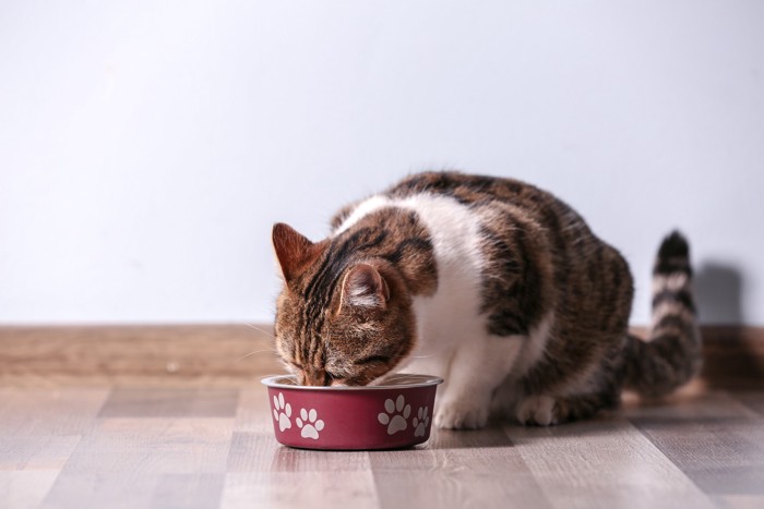 食器からフードを食べている猫