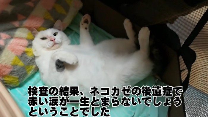 寝転がる猫