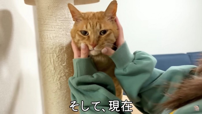 ひげを触られる猫