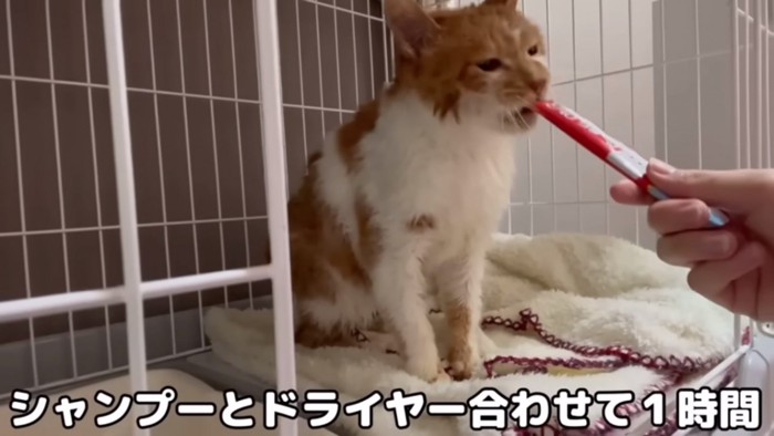 おやつを食べる猫