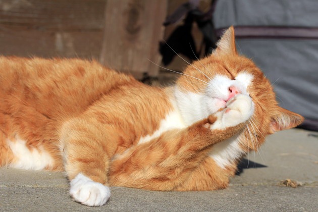 顔を洗っている太った猫