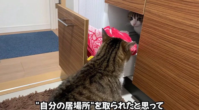 見つめる猫