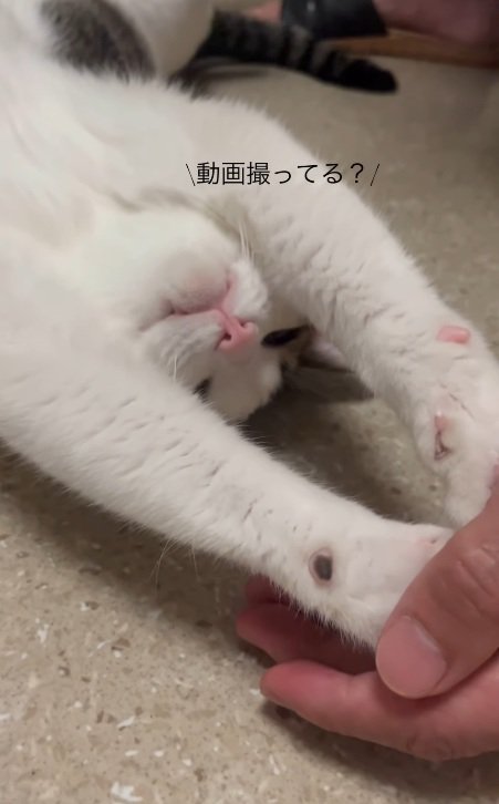 動画