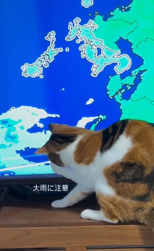 テレビに映る差し棒にじゃれる猫