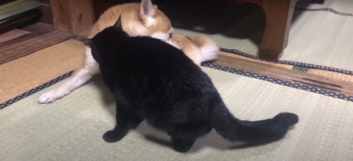 柴犬を舐める黒猫