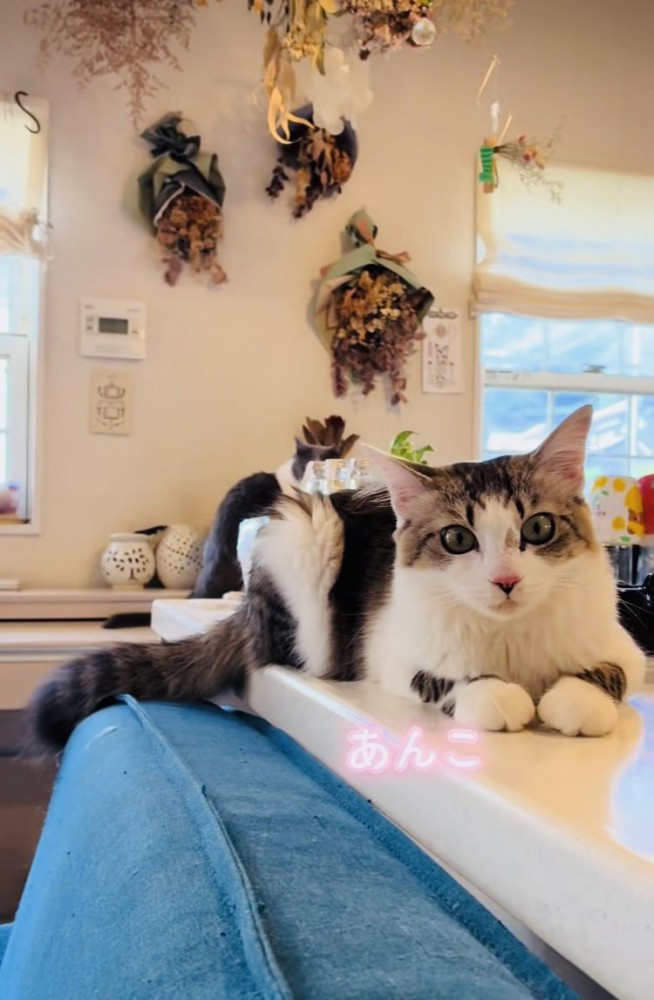 リビングでくつろぐ猫