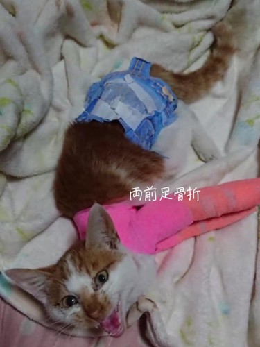 鳴いている猫