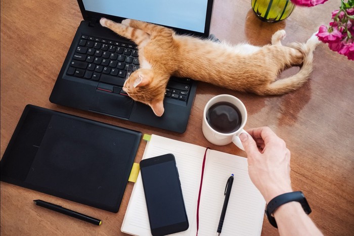 キーボードの上で寝転ぶ猫