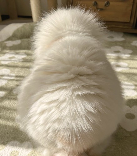 猫の後ろ姿