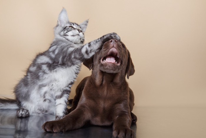 犬にツッコミを入れる猫