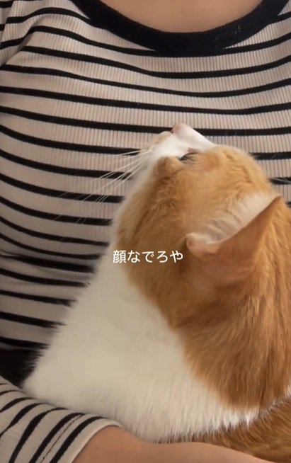 上を見上げる猫