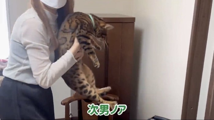 抱っこされる猫