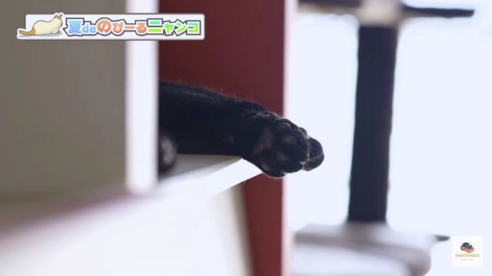 黒猫のあんよ