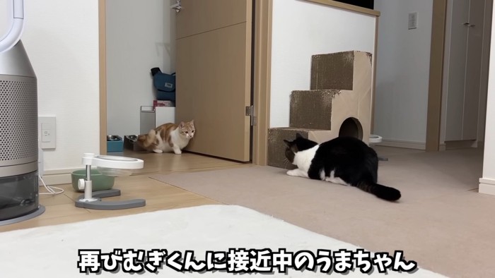 向かい合う2匹の猫