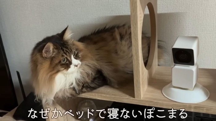 長毛種の猫2