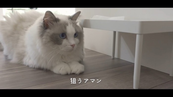 真っすぐ前を見る猫