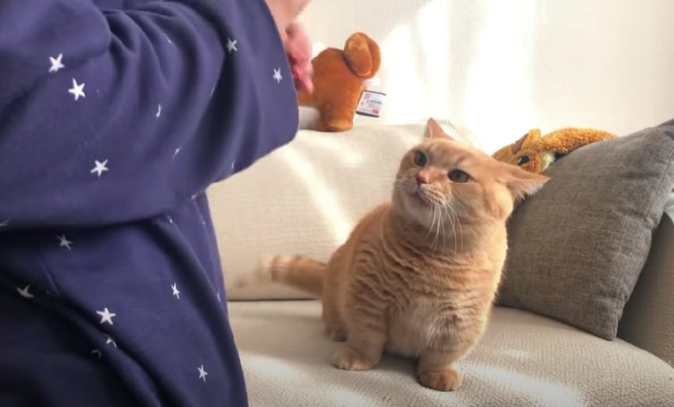 ソファーの上で飼い主さんを見るマンチカン