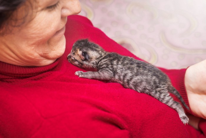 女性の身体をよじ登る子猫