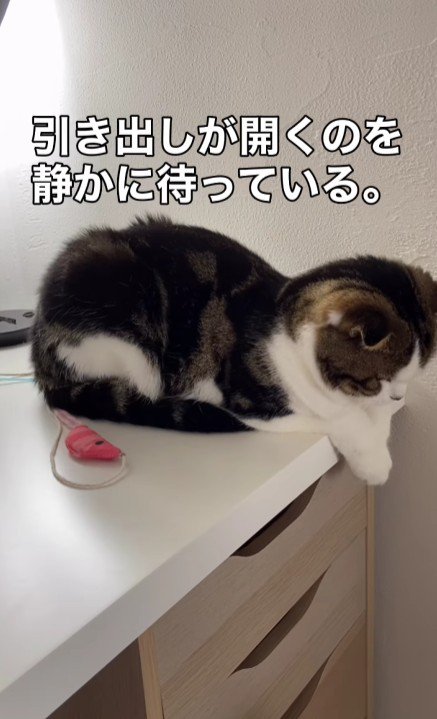 机の上に座る猫