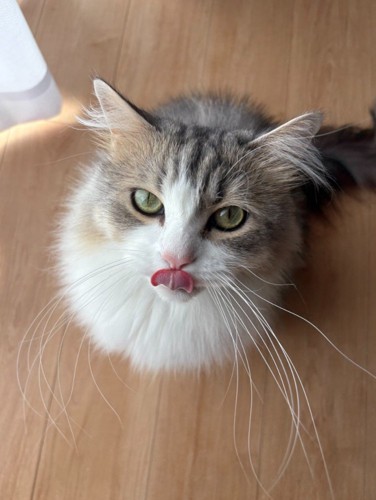 舌を出す猫