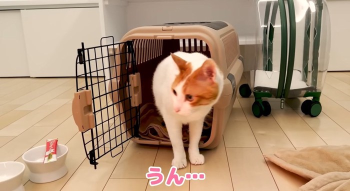 キャリーから出る猫