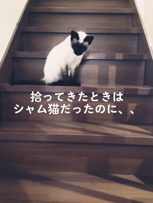 拾われた当初のロンくん