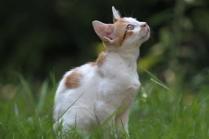 空を仰ぐ白茶猫