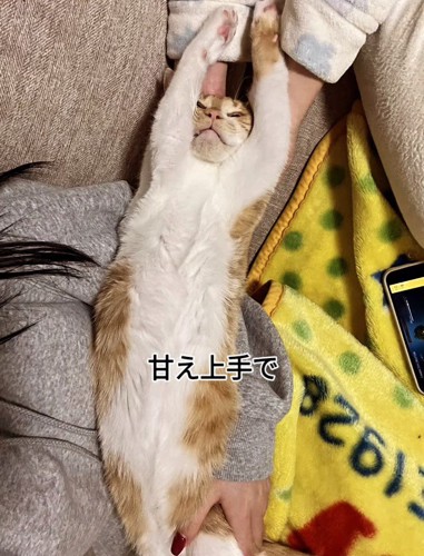 仰向けの猫