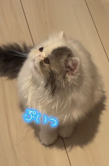 座って横を向く猫