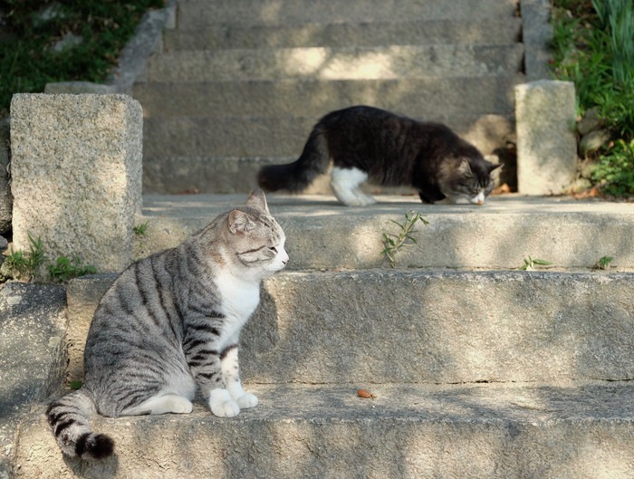 島のねこたち