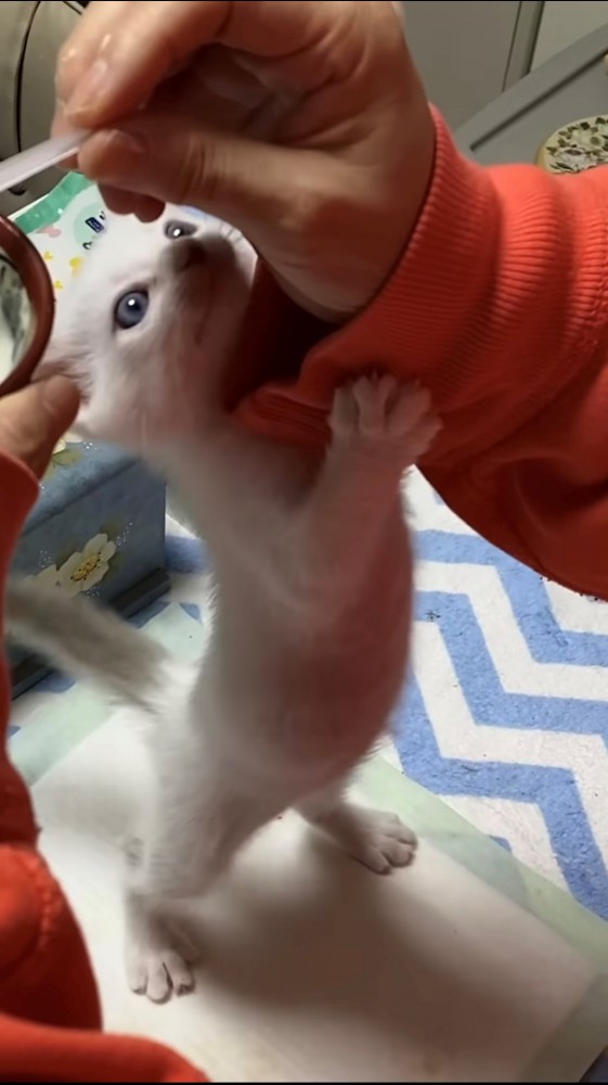 飼い主の手に絡みつきミルクを要求する子猫