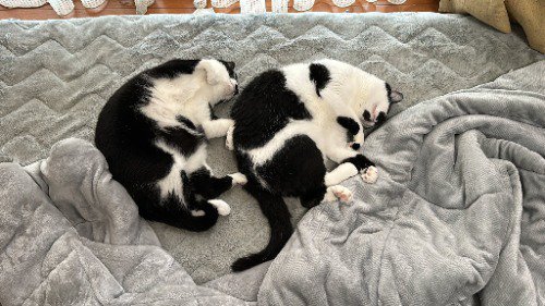 隣に並んで、そっくりなポーズで眠る2匹の猫