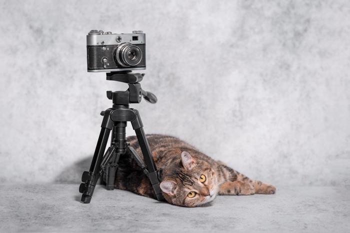 カメラの三脚の下で寝転ぶ猫