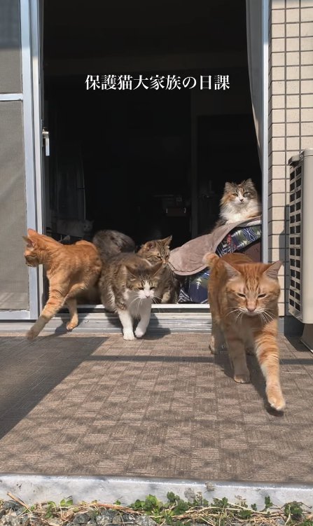 掃き出し窓から出てくる猫たち