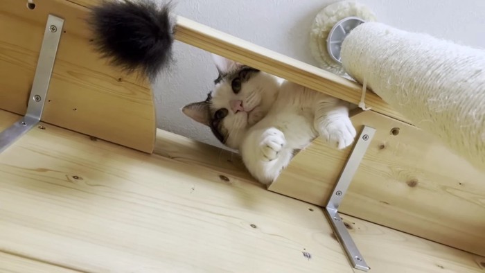 上から覗く猫