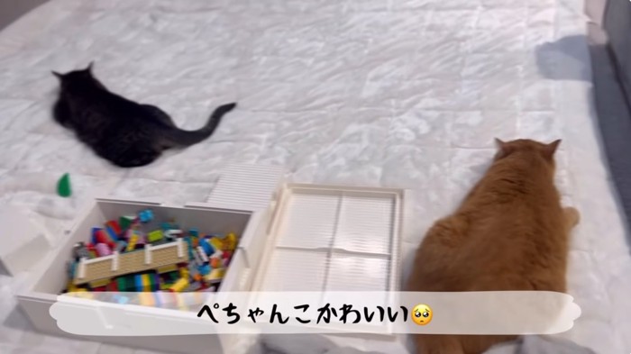 絨毯の上に寝ている2匹の猫