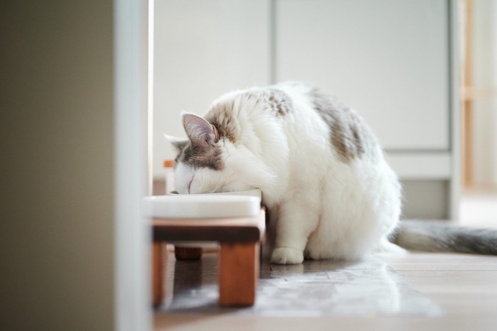 置いてあるお皿から食べる猫