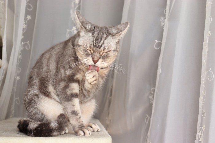 イカ耳にしながらグルーミングをする猫