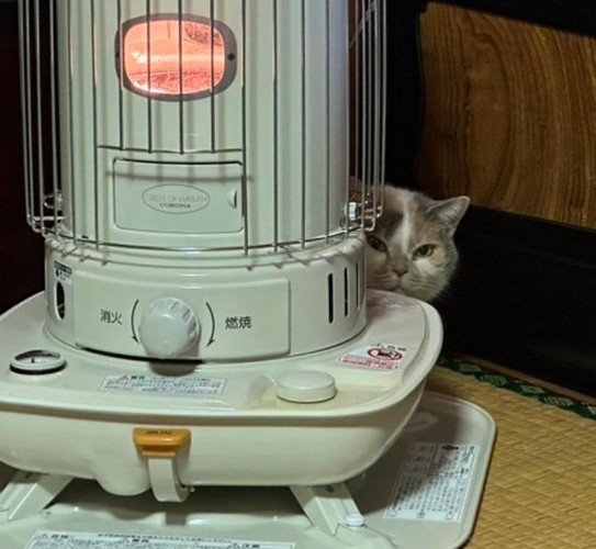 ストーブに隠れるねねちゃん