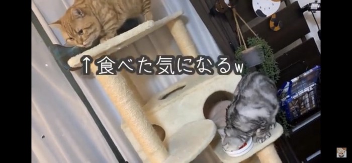 キャットタワーにいる二匹の猫