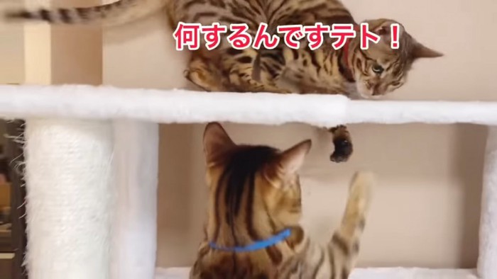 前足を伸ばす2匹の猫