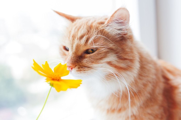 花の匂いを嗅ぐ猫