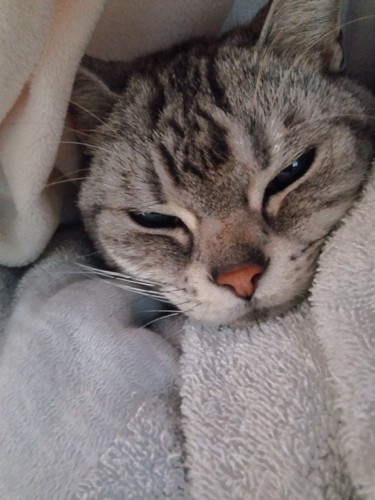 飼い主の布団に入る猫