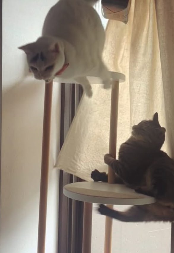 台の上から飛び降りている猫と落ちそうになっている猫